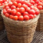 Tomatoes (Fresh)